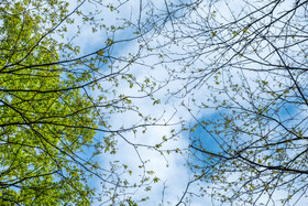 بهار در گیلان 18