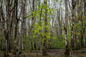 بهار در گیلان 17