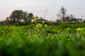 بهار در گیلان 16