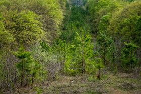 بهار در گیلان 14