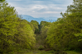 بهار در گیلان 13