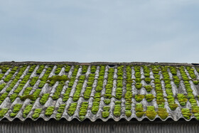 بهار در گیلان 12