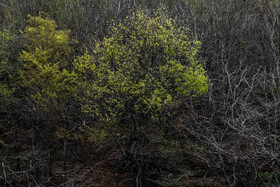 بهار در گیلان 11