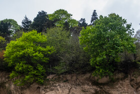 بهار در گیلان 10