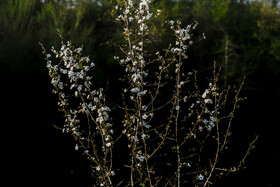 بهار در گیلان 9