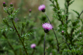 بهار در گیلان 8