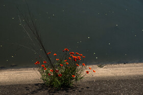 بهار در گیلان 7