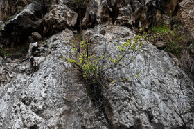 بهار در گیلان 6