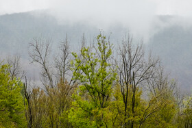 بهار در گیلان 4