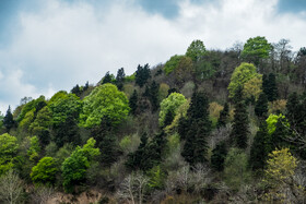 بهار در گیلان 3