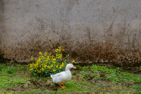 بهار در گیلان 2