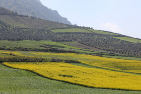 «کلزای» بهاری در گلستان