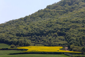 «کلزای» بهاری در گلستان 5