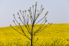 «کلزای» بهاری در گلستان 9