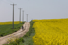 «کلزای» بهاری در گلستان 12