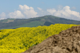 «کلزای» بهاری در گلستان 13