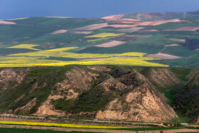 «کلزای» بهاری در گلستان