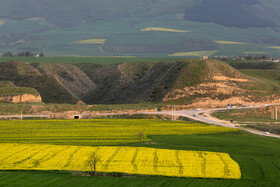 «کلزای» بهاری در گلستان 18