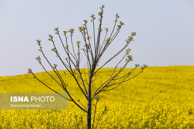 خرید تاکنون ۹ هزار تن محصول کلزا در شوش