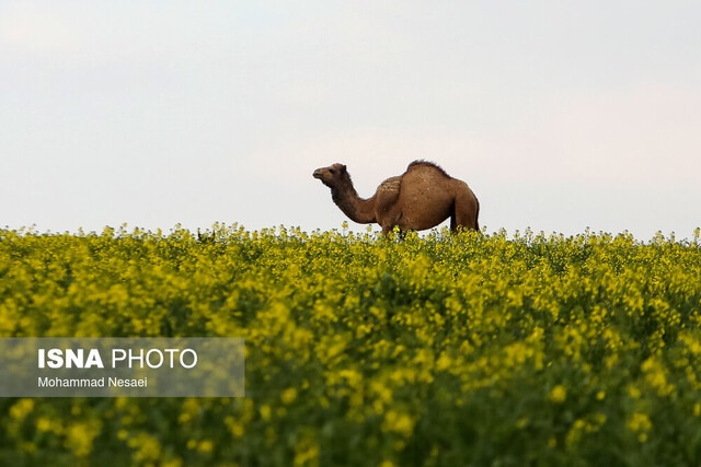 طبیعت استان گلستان به جز گیلان و مازندران کجا سفر کنیم؟