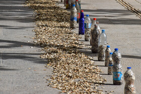 اجرای پویش نه به ته سیگار در اصفهان