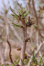 سرمازدگی باغات استان یزد 3