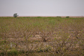 سرمازدگی باغات استان یزد 5