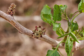 سرمازدگی باغات استان یزد 6