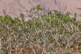 سرمازدگی باغات استان یزد 10