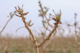 سرمازدگی باغات استان یزد 8