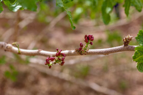 سرمازدگی باغات استان یزد 9