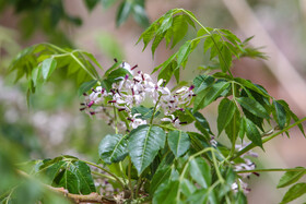 سرمازدگی باغات استان یزد 13