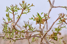 سرمازدگی باغات استان یزد 14