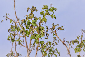 سرمازدگی باغات استان یزد 15