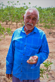 سرمازدگی باغات استان یزد 18