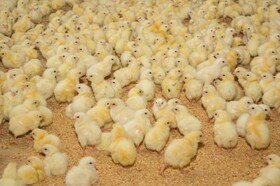 تولید ۶۰۰۰ تن گوشت مرغ در لرستان/ افزایش ۵ درصدی جوجه‌ریزی