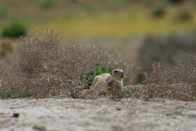 فصل فعالیت «سنجاب های زمینی» 2
