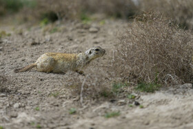 فصل فعالیت «سنجاب های زمینی» 10