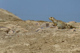 فصل فعالیت «سنجاب های زمینی» 5