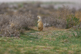 فصل فعالیت «سنجاب های زمینی» 14
