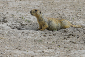 فصل فعالیت «سنجاب های زمینی» 15