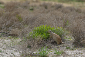 فصل فعالیت «سنجاب های زمینی» 21