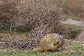 فصل فعالیت «سنجاب های زمینی» 9