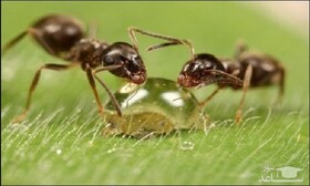 معرفی گرایش فیزیولوژی جانوری