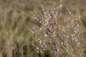 بادام کوهی درختچه ای حفاظت شده و ممنوع القطع است که در طرح صیانت از گونه های گیاهی کشور قرار دارد و وجود این درختچه برای حیات و پایداری منطقه بسیار مهم است.