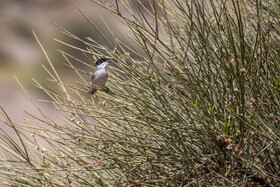 حیات وحش و گونه های گیاهی مکمل یکدیگر در ادامه حیات و زندگی هستند.