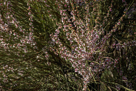 شکوفه های درختچه بادام کوهی در اوایل بهار