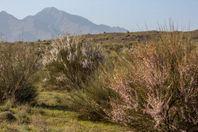 شکوفه کردن درختچه بادام کوهی در منطقه خلجستان-دستجرد در طرح صیانت ورزنه منابع طبیعی قم