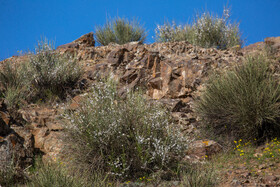 شکوفه هایی به ارزش بخش وسیعی از کوههای آهکی ، سنگلاخی ناحیه رویشی ایرانی-تورانی کشور توسط بادام کوهی بعنوان گونه ای مقاوم و سازگار به خشکی پوشیده شده است.