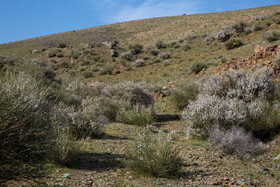 در استان نیمه خشک قم، بادام کوهی در مناطق کوهستانی این استان می روید و سبب حفظ خاک می شود.
